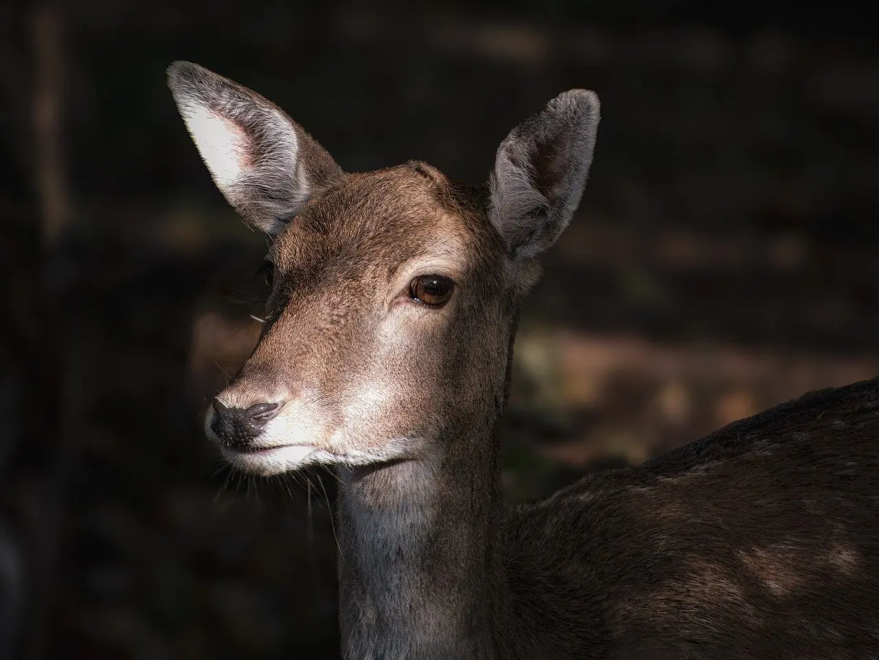 Dyreunge Krydsord Synonymer