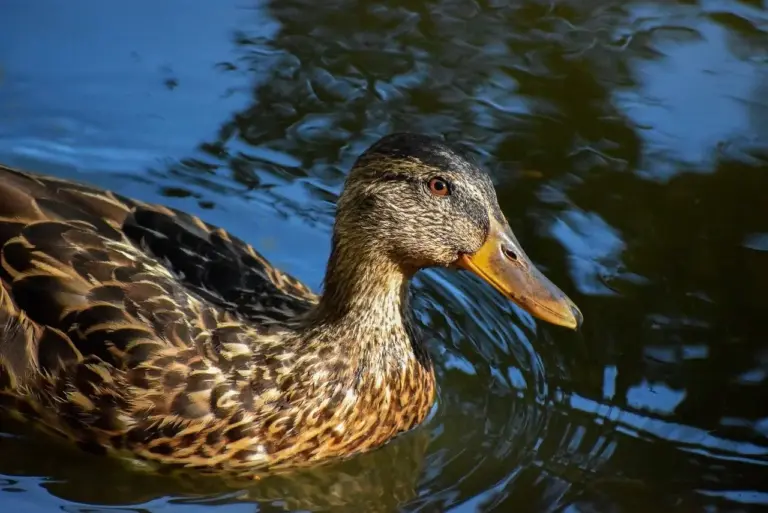 Løsning til Møbel krydsord