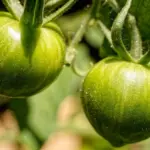 Sådan renser du HEPA-filteret i din H-klasse-støvsuger