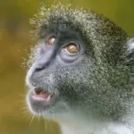 Sådan tætner du en dryppende radiatorventil