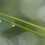 Skal du vælge T- eller U-skaft til stiksavsklinger?