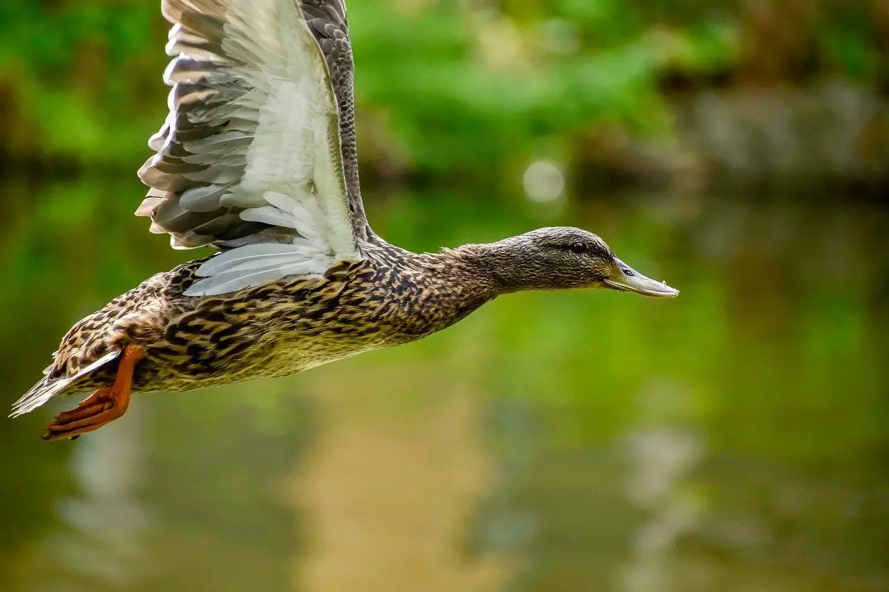 Udråb svar til krydsord