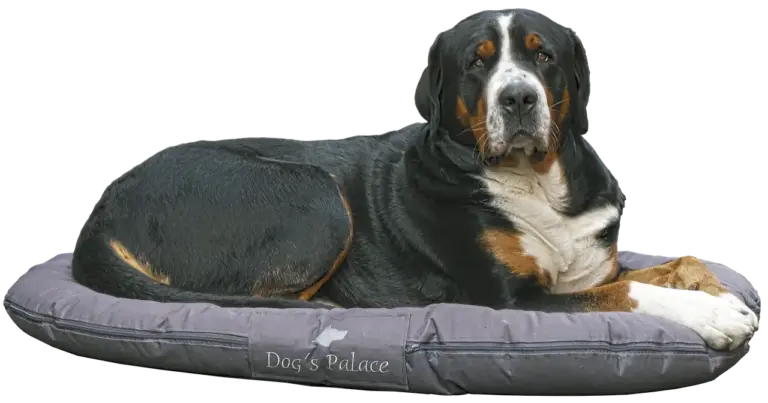 Vælg pudebetræk, der tåler hundehår og snavs