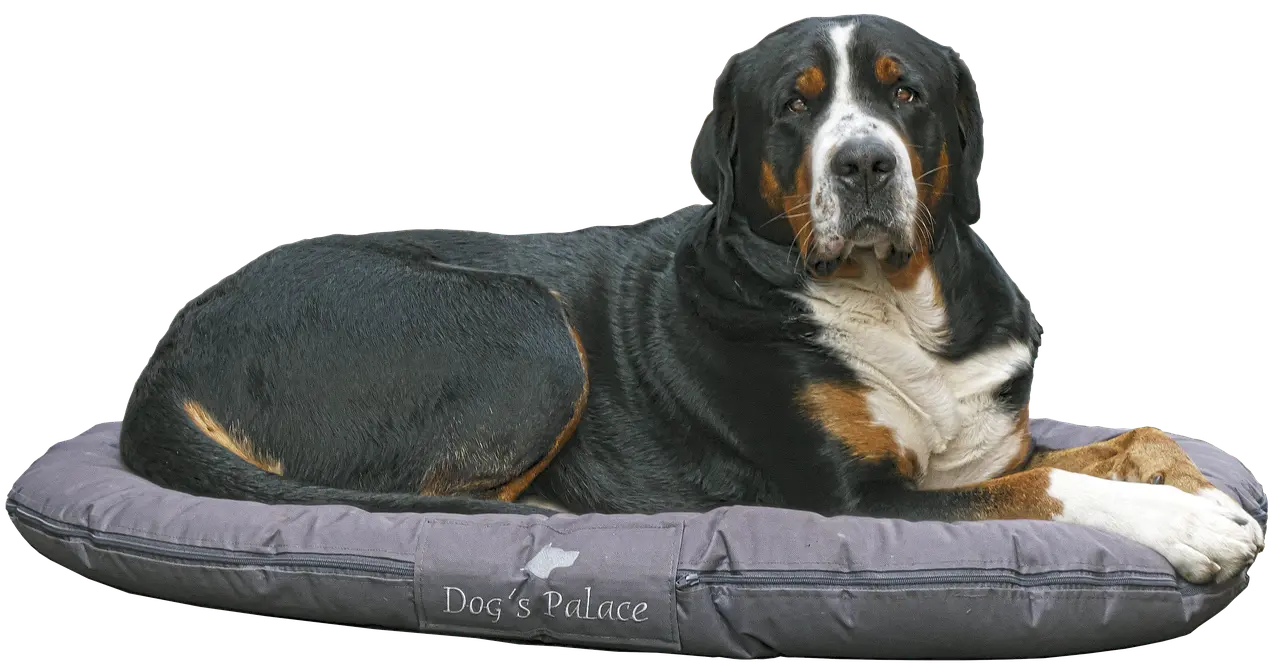 Vælg pudebetræk, der tåler hundehår og snavs